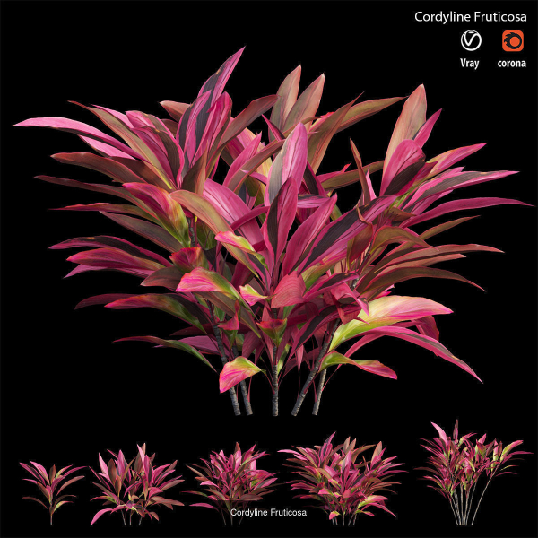 Cordyline fruticosa