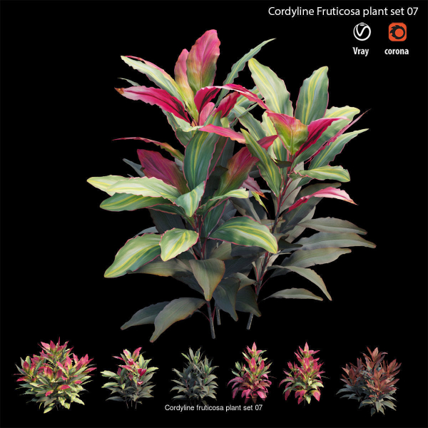 Cordyline fruticosa