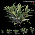 Cordyline fruticosa
