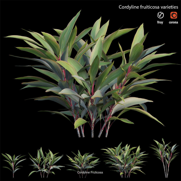 Cordyline fruticosa