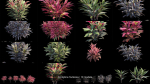 Cordyline fruticosa