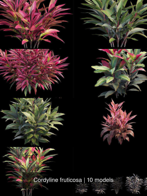 Cordyline fruticosa