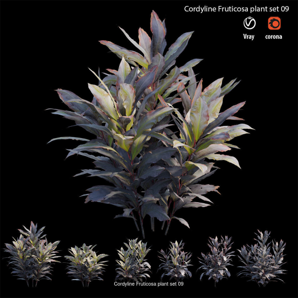 Cordyline fruticosa