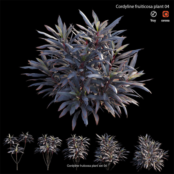 Cordyline fruticosa
