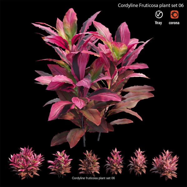 Cordyline fruticosa