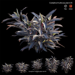 Cordyline fruticosa