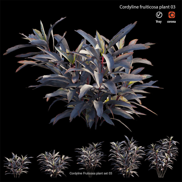 Cordyline fruticosa