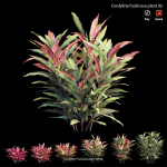 Cordyline fruticosa