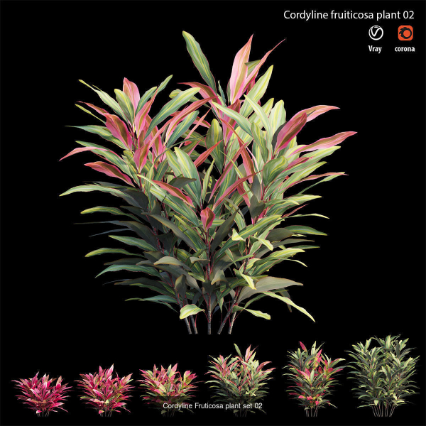 Cordyline fruticosa