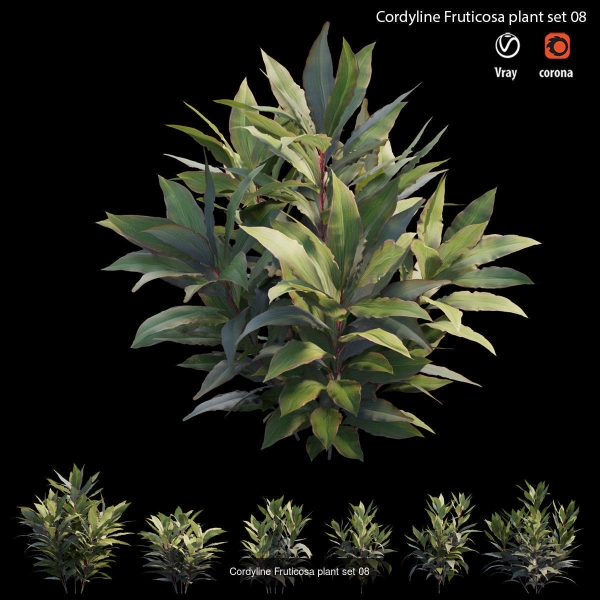 Cordyline fruticosa