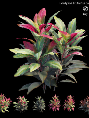 Cordyline fruticosa plant set 07