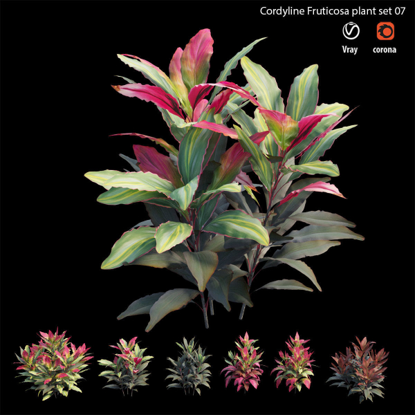 Cordyline fruticosa plant set 07