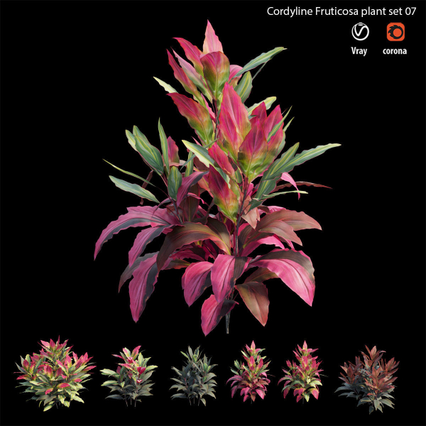 Cordyline fruticosa plant set 07