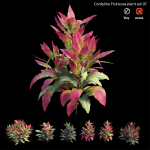 Cordyline fruticosa plant set 07