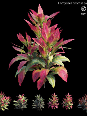 cordyline-fruticosa-plant-set-07-3d-model-4e5f69ab26