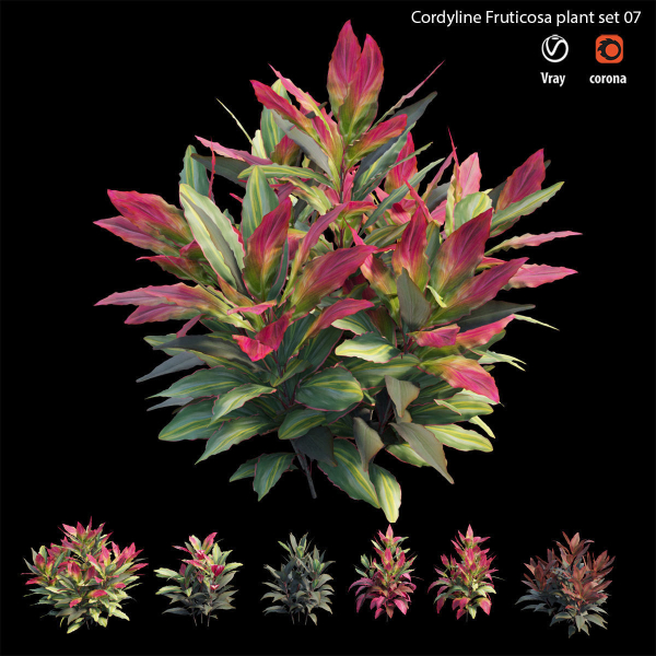 Cordyline fruticosa plant set 07