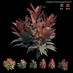 Cordyline fruticosa plant set 07