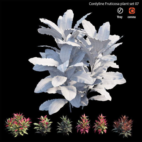 Cordyline fruticosa plant set 07