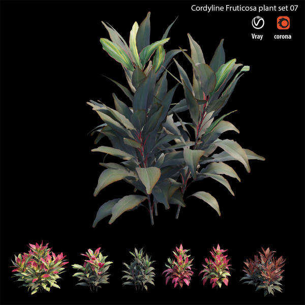 Cordyline fruticosa plant set 07
