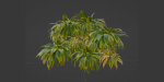 Cordyline fruticosa plants vol 209-Blender