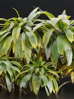 cordyline-fruticosa-plants-vol-209-blender-3d-model-224edab5ed