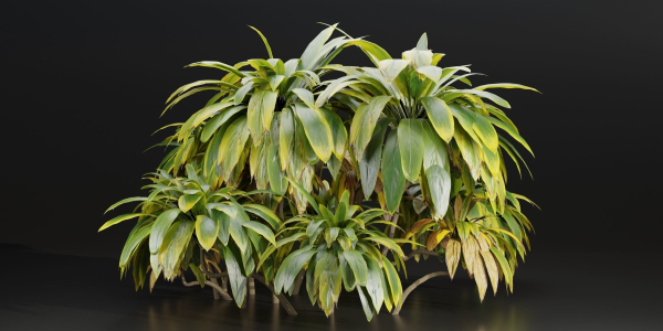 Cordyline fruticosa plants vol 209-Blender