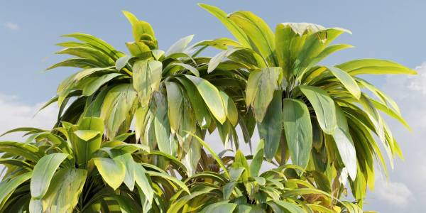 Cordyline fruticosa plants vol 209-Blender