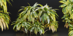 Cordyline fruticosa plants vol 209-Blender
