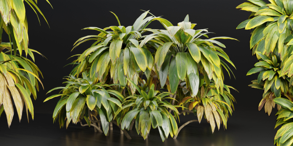 Cordyline fruticosa plants vol 209-Blender