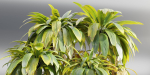 Cordyline fruticosa plants vol 209-Blender