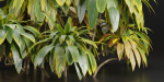 Cordyline fruticosa plants vol 209-Blender
