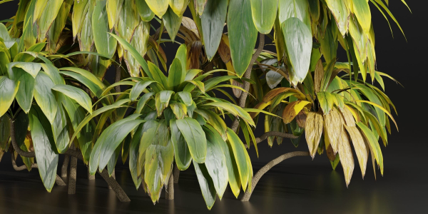 Cordyline fruticosa plants vol 209-Blender