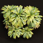 Cordyline fruticosa plants vol 209-Blender
