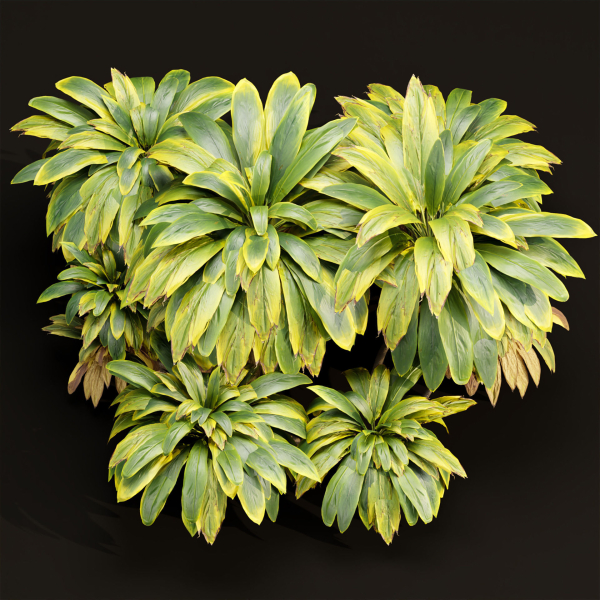 Cordyline fruticosa plants vol 209-Blender