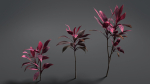 Cordyline Fruticosa VFX Grace