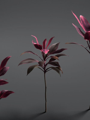 cordyline-fruticosa-vfx-grace-3d-model-obj-fbx-blend