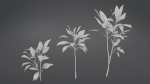 Cordyline Fruticosa VFX Grace