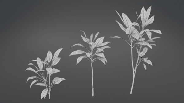 Cordyline Fruticosa VFX Grace