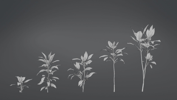 Cordyline Fruticosa VFX Grace