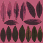 Cordyline Fruticosa VFX Grace