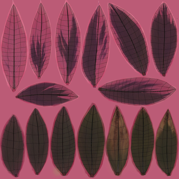 Cordyline Fruticosa VFX Grace