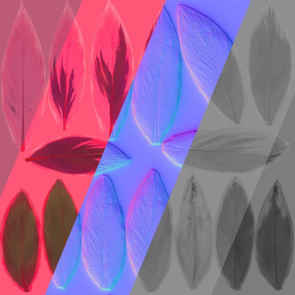 Cordyline Fruticosa VFX Grace