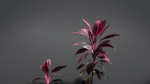 Cordyline Fruticosa VFX Grace