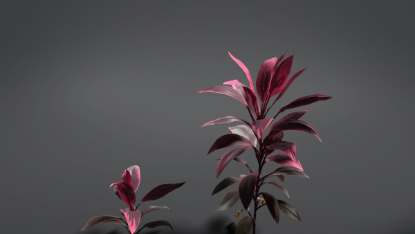 Cordyline Fruticosa VFX Grace