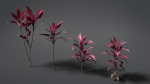 Cordyline Fruticosa VFX Grace