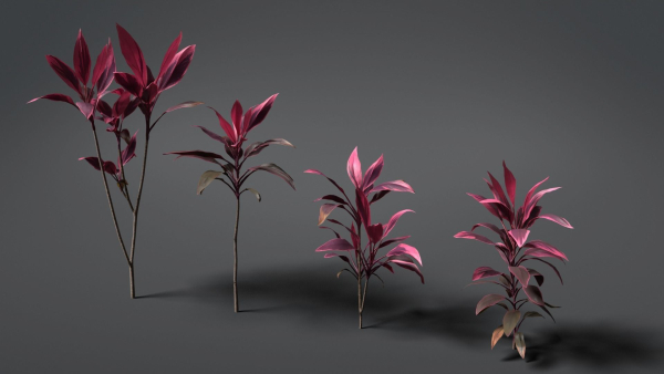 Cordyline Fruticosa VFX Grace