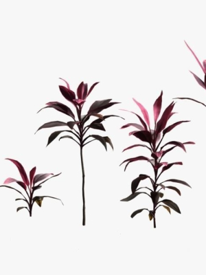 Cordyline Fruticosa VFX Grace