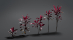 Cordyline Fruticosa VFX Grace