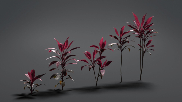 Cordyline Fruticosa VFX Grace