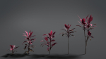 Cordyline Fruticosa VFX Grace